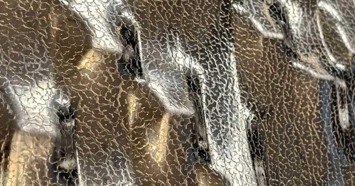 IL NUOVO PATTERN BARK DI EMBOSS